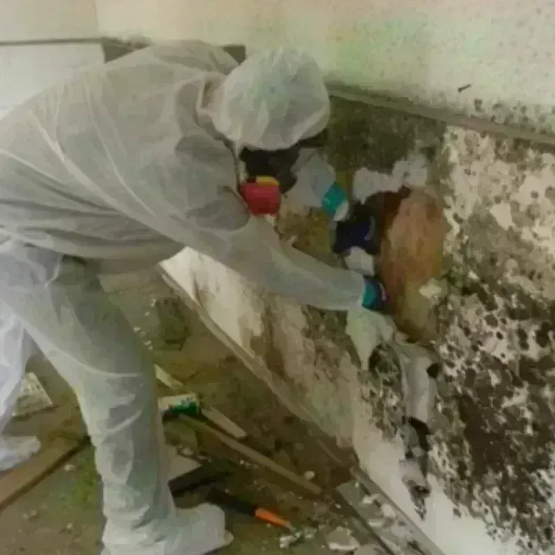 Mold Remediation and Removal in Colfax, WA